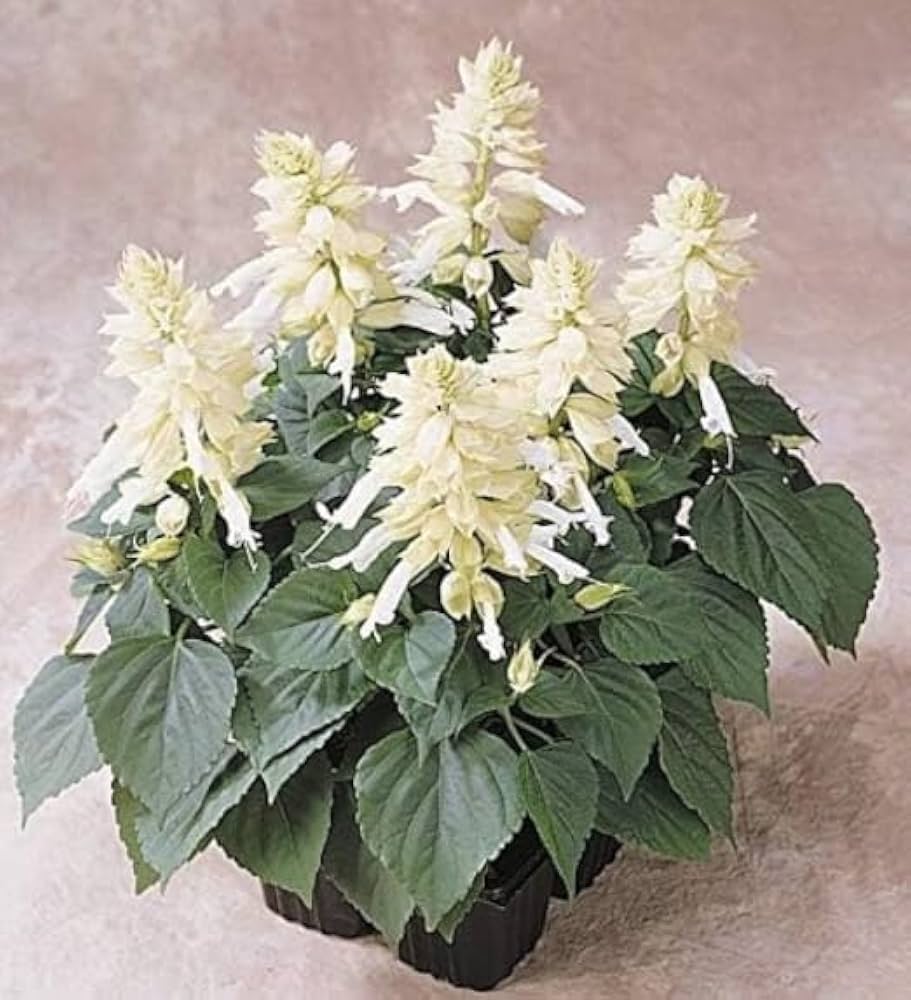 White Sage Salvia Perennial Herb - for planting in home garden